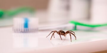 Acabe de vez com as aranhas e desfrute de um lar mais tranquilo e livre de intrusos.