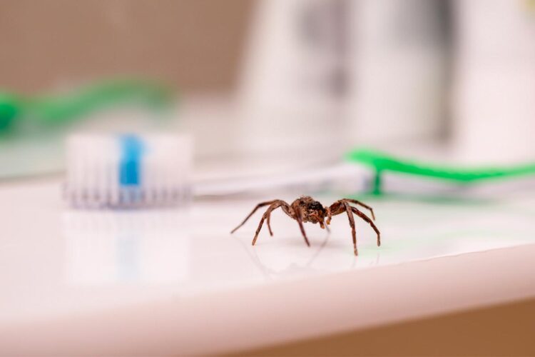 Acabe de vez com as aranhas e desfrute de um lar mais tranquilo e livre de intrusos.