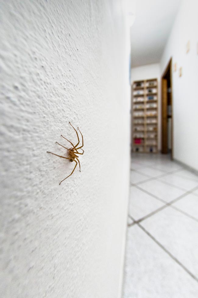 Livre-se das pragas! Diga adeus às aranhas em casa Acabe de vez com as aranhas e desfrute de um lar mais tranquilo e livre de intrusos.
