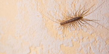 Acabe de vez com as centopeias e desfrute de um ambiente mais confortável e livre de intrusos.