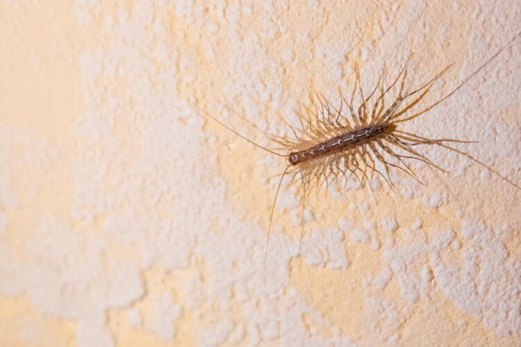 Livre-se das pragas! Diga adeus às centopeias em casa Acabe de vez com as centopeias e desfrute de um ambiente mais confortável e livre de intrusos.