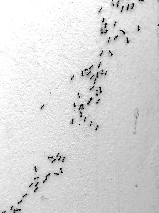 Estratégias especiais para acabar com a praga das formigas Acabe de vez com a praga das formigas indesejadas em casa!