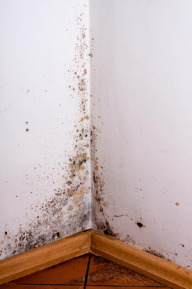 Humidade nas paredes: aprenda a limpar com eficácia Mantenha as paredes limpas e livres de humidade, garantindo um ambiente saudável e acolhedor.