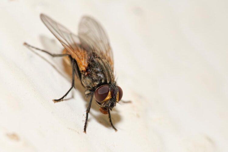 8 causas principais pelas quais os insetos são atraídos para a sua casa.