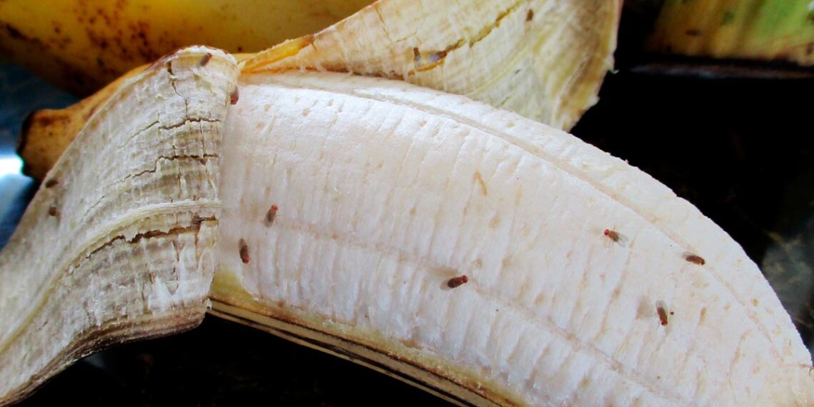 Como acabar com a mosca-da-fruta: 8 formas eficazes de eliminar e prevenir a praga