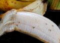 Como acabar com a mosca-da-fruta: 8 formas eficazes de eliminar e prevenir a praga Como acabar com a mosca-da-fruta: 8 formas eficazes de eliminar e prevenir a praga