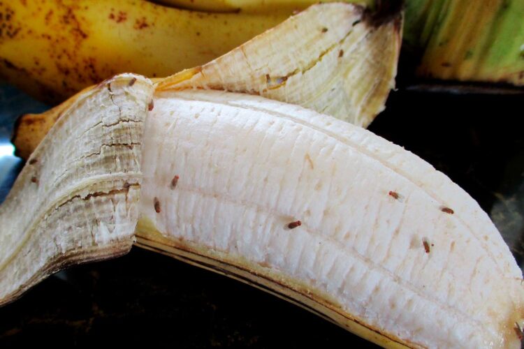 É um desafio, mas possível! Diga adeus à mosca-da-fruta de uma vez por todas!