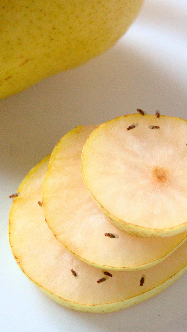 Mosca-da-fruta: como eliminar essa praga É um desafio, mas possível! Diga adeus à mosca-da-fruta de uma vez por todas!