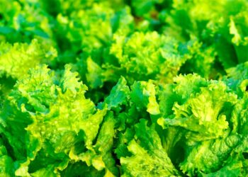 Mantenha a alface fresca e saborosa por muito mais tempo!