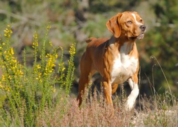 Descubra mais sobre esta raça e como ela pode ser uma ótima opção para ser o seu fiel companheiro.