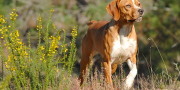 Descubra mais sobre esta raça e como ela pode ser uma ótima opção para ser o seu fiel companheiro.