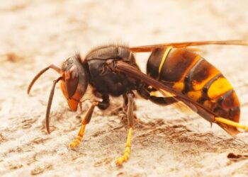 Conheça em detalhe esta espécie invasora e aprenda como lidar com ela!
