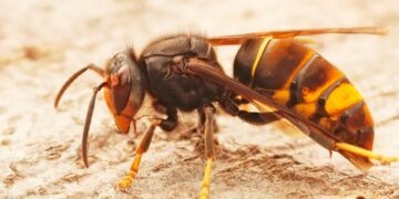 Conheça em detalhe esta espécie invasora e aprenda como lidar com ela!