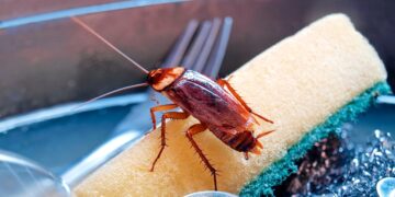 Livre-se das pragas! Aprenda a evitar baratas em casa