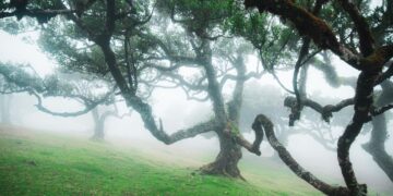 Vamos desvendar os segredos e maravilhas desta joia natural madeirense.