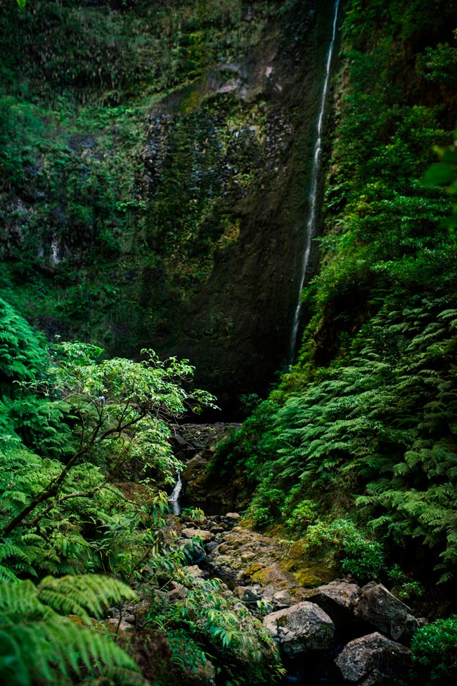 Vamos desvendar os segredos e maravilhas desta joia natural madeirense. Floresta Laurissilva