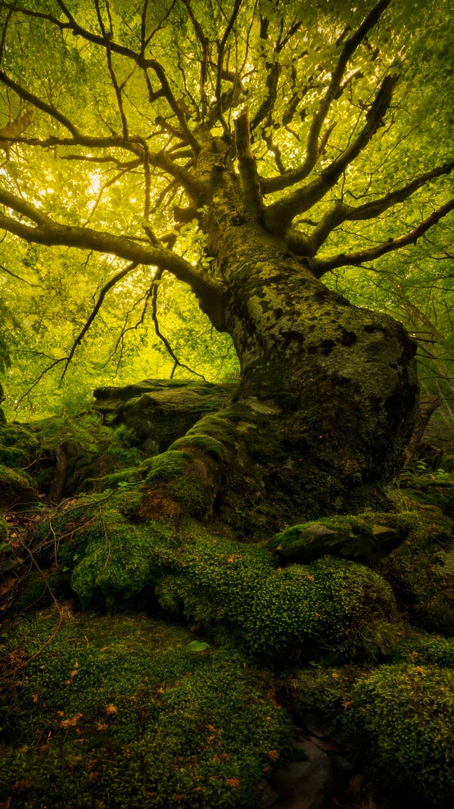 Vamos desvendar os segredos e maravilhas desta joia natural madeirense. Floresta Laurissilva