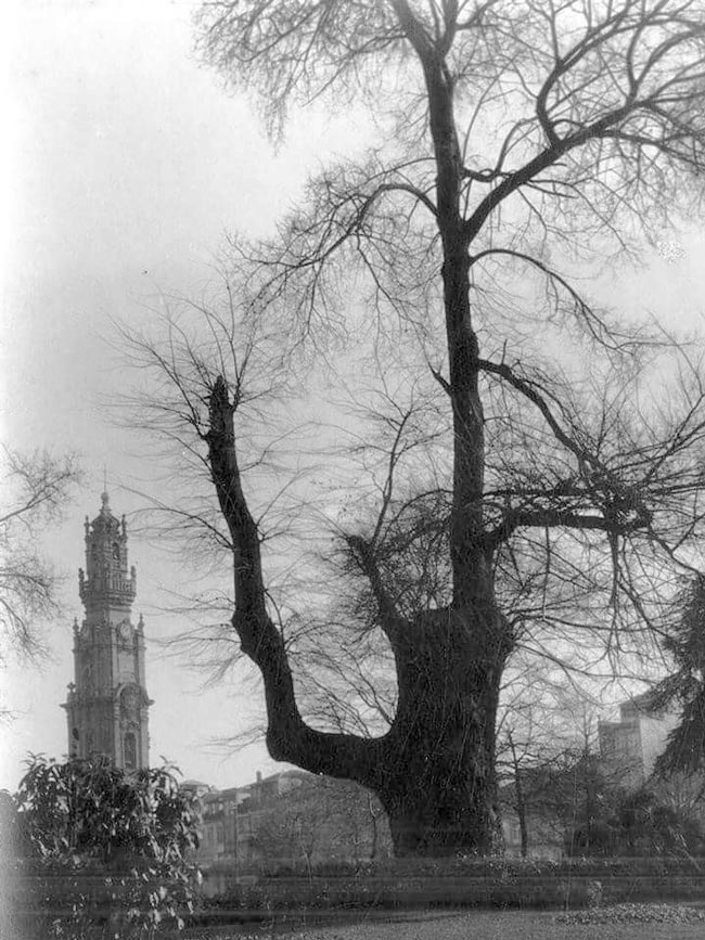 Porto: a Árvore da Forca onde nunca ninguém foi enforcado! A injustiçada “Árvore da Forca” na Cordoaria