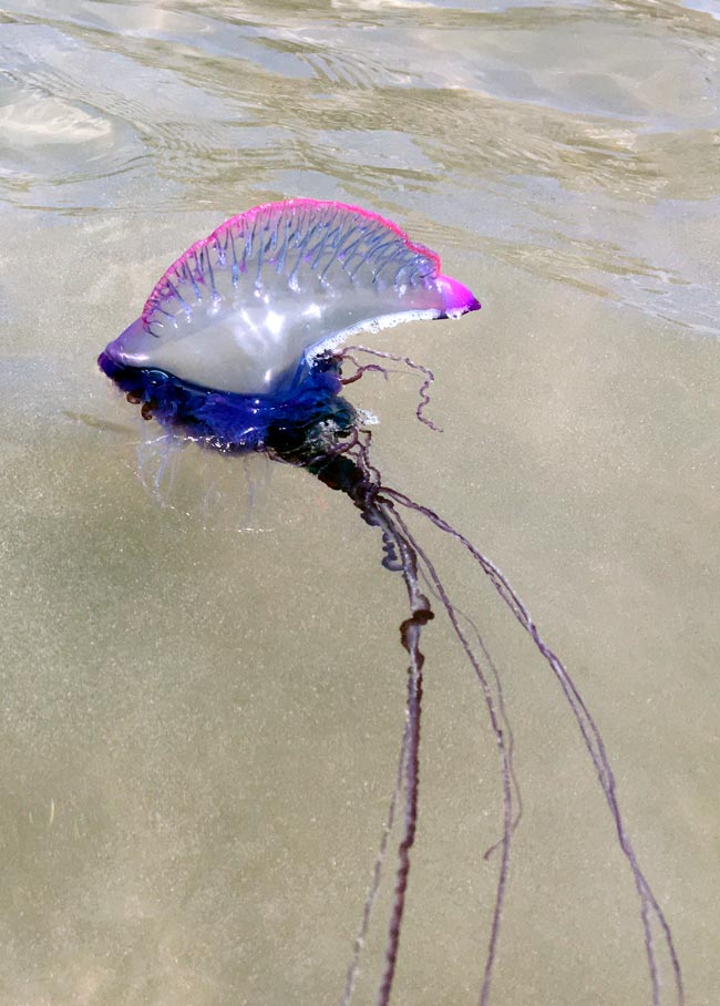 Saiba mais sobre as suas características, habitats e os potenciais riscos que representam. animais mais venenosos de Portugal