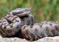 Animais mais venenosos de Portugal: conheça as espécies, onde vivem e os riscos Animais mais venenosos de Portugal: conheça as espécies, onde vivem e os riscos