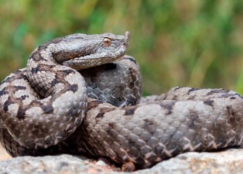Saiba mais sobre as suas características, habitats e os potenciais riscos que representam.