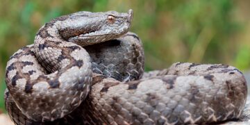 Saiba mais sobre as suas características, habitats e os potenciais riscos que representam.