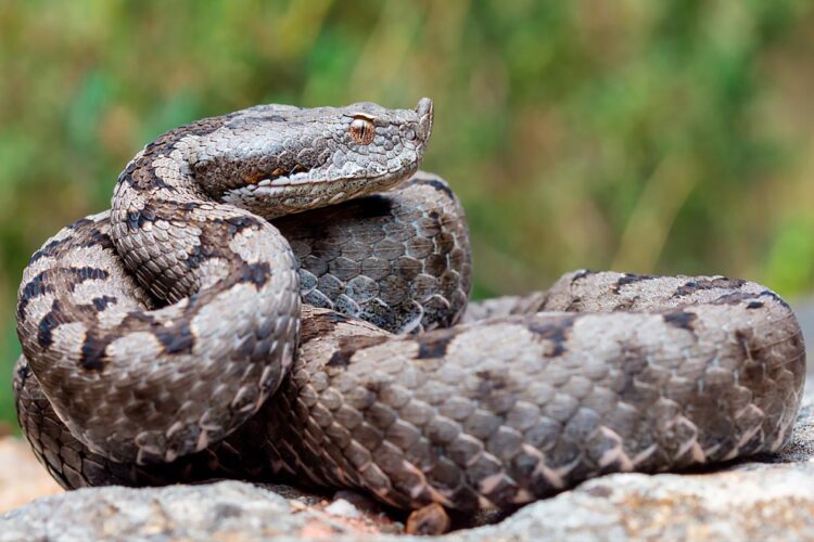 Saiba mais sobre as suas características, habitats e os potenciais riscos que representam.