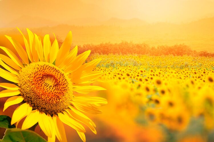 A natureza é capaz de fascinar qualquer pessoa que preste atenção aos seus detalhes!