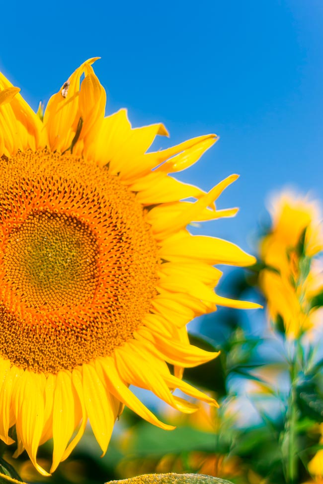 A natureza é capaz de fascinar qualquer pessoa que preste atenção aos seus detalhes! girassóis seguem o Sol