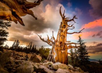 Um verdadeiro símbolo de resistência e longevidade. árvore mais antiga do mundo