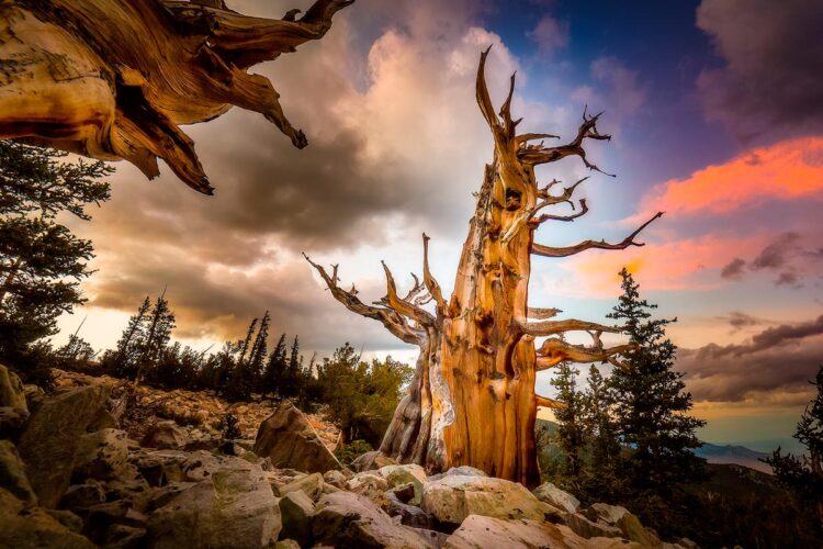 Um verdadeiro símbolo de resistência e longevidade. árvore mais antiga do mundo