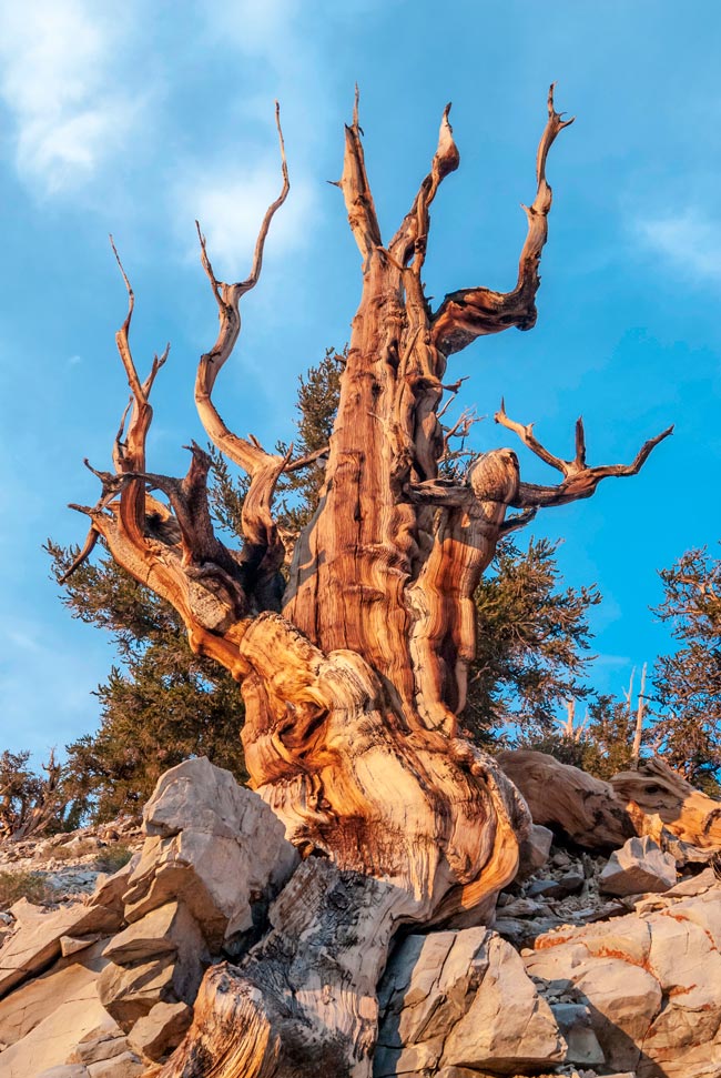 Um verdadeiro símbolo de resistência e longevidade. árvore mais antiga do mundo