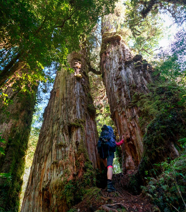 Um verdadeiro símbolo de resistência e longevidade. árvore mais antiga do mundo