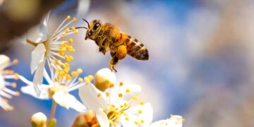 Prepare-se para se surpreender com esta descoberta intrigante que desafia as leis da natureza!