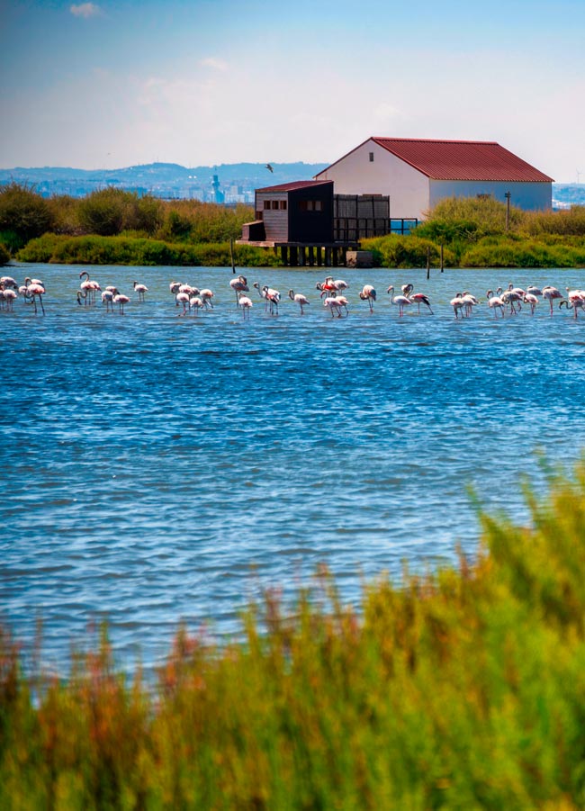 Venha descobrir a riqueza e a beleza por trás das Salinas do Samouco!