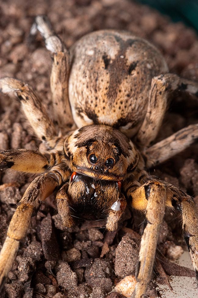 Saiba mais sobre as suas características, habitats e os potenciais riscos que representam. animais mais venenosos de Portugal