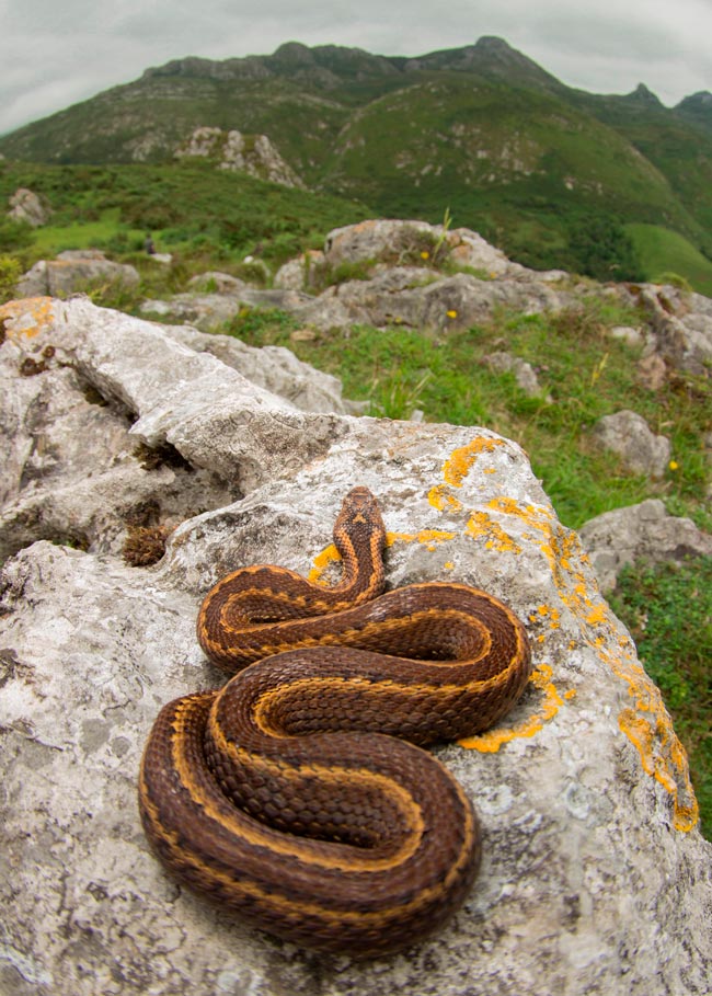 Saiba mais sobre as suas características, habitats e os potenciais riscos que representam. animais mais venenosos de Portugal