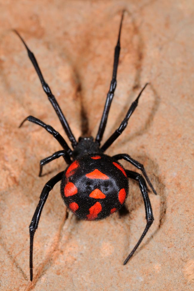 Saiba mais sobre as suas características, habitats e os potenciais riscos que representam. animais mais venenosos de Portugal