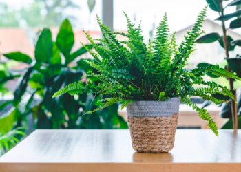 Descubra como evitar os erros comuns que levam à morte prematura das suas preciosas plantas. plantas morrem