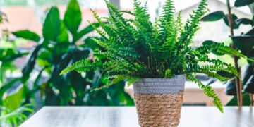 Descubra como evitar os erros comuns que levam à morte prematura das suas preciosas plantas. plantas morrem
