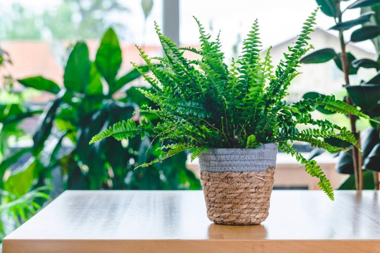 7 razões pelas quais as suas plantas morrem Descubra como evitar os erros comuns que levam à morte prematura das suas preciosas plantas. plantas morrem