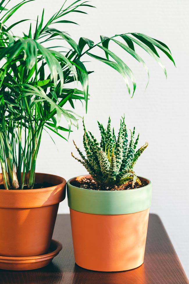 7 razões pelas quais as suas plantas morrem Descubra como evitar os erros comuns que levam à morte prematura das suas preciosas plantas. plantas morrem