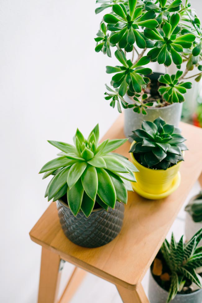 7 razões pelas quais as suas plantas morrem Descubra como evitar os erros comuns que levam à morte prematura das suas preciosas plantas. plantas morrem