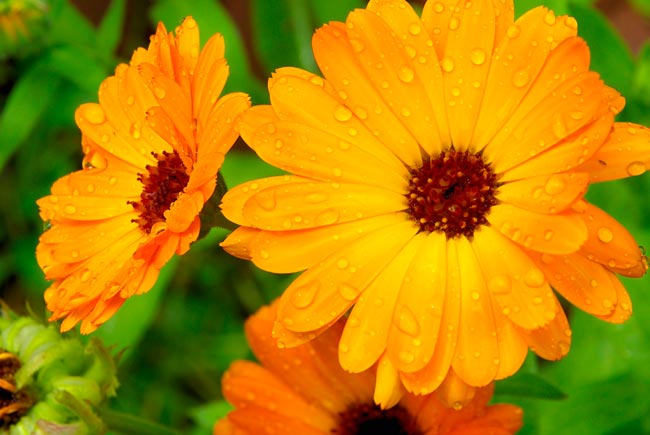 TOP10 das flores mais bonitas do mundo Uma viagem visual deslumbrante pelo mundo das flores mais bonitas que a natureza tem a oferecer. flores mais bonitas do mundo