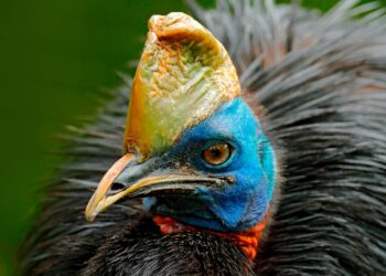 Existem animais de aparência dócil que surpreendem pelo temperamento. Casuar