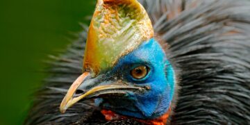 Existem animais de aparência dócil que surpreendem pelo temperamento. Casuar