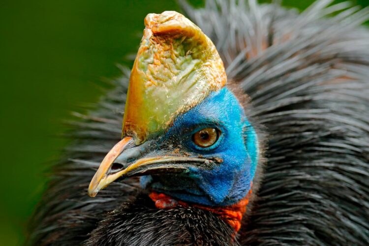 Existem animais de aparência dócil que surpreendem pelo temperamento. Casuar