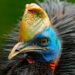 Existem animais de aparência dócil que surpreendem pelo temperamento. Casuar