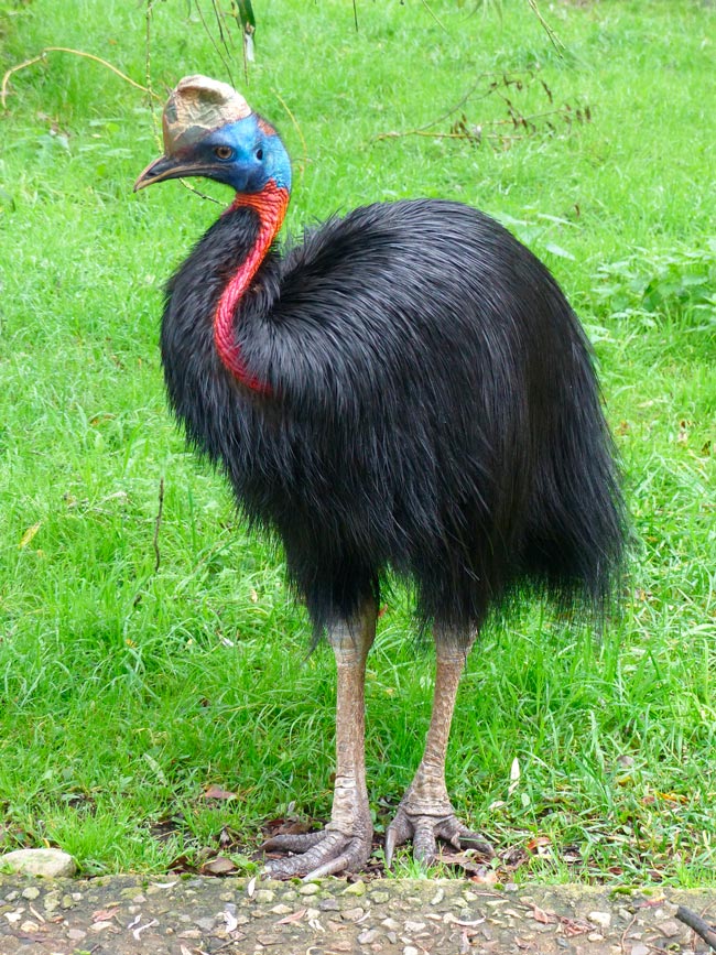 Existem animais de aparência dócil que surpreendem pelo temperamento. Casuar