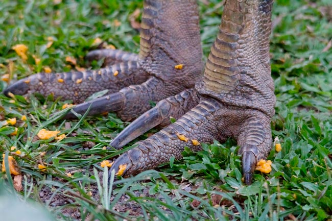 Existem animais de aparência dócil que surpreendem pelo temperamento. Casuar